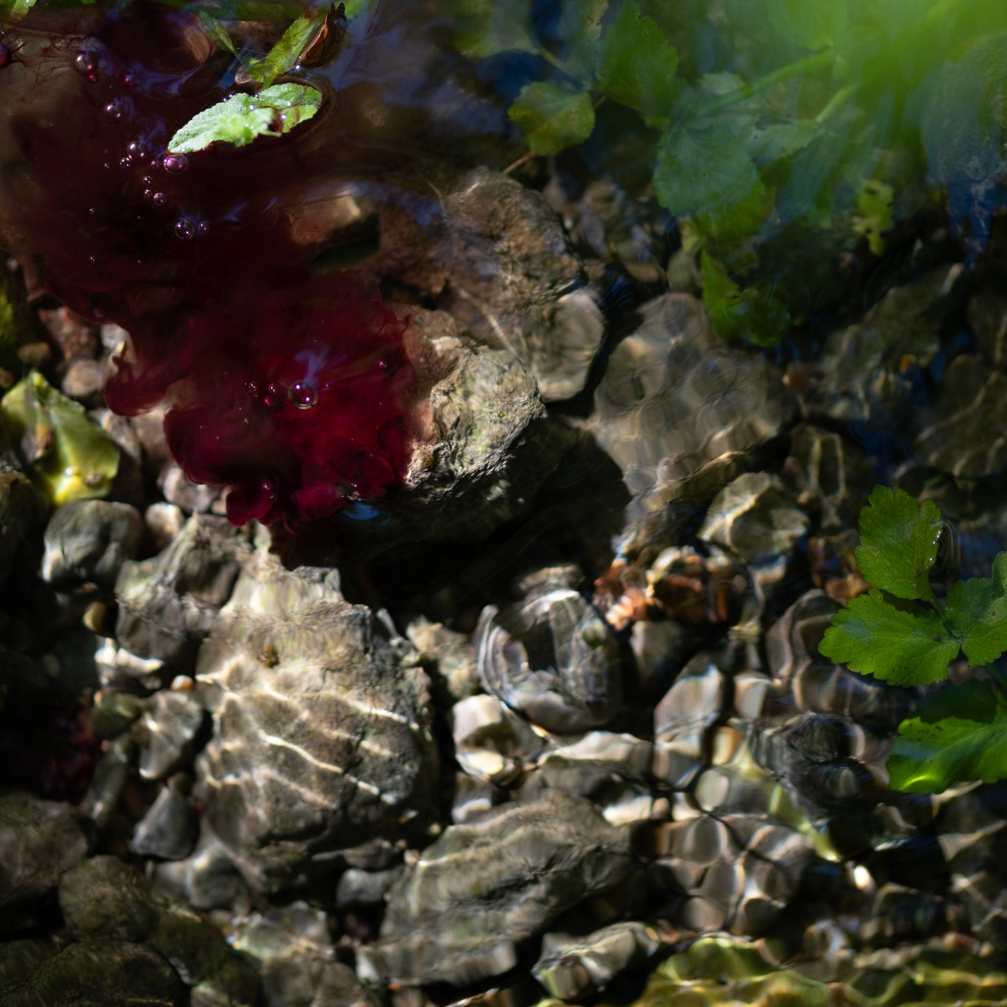 Blood of my Blood, a photo by Charlotte J Ward